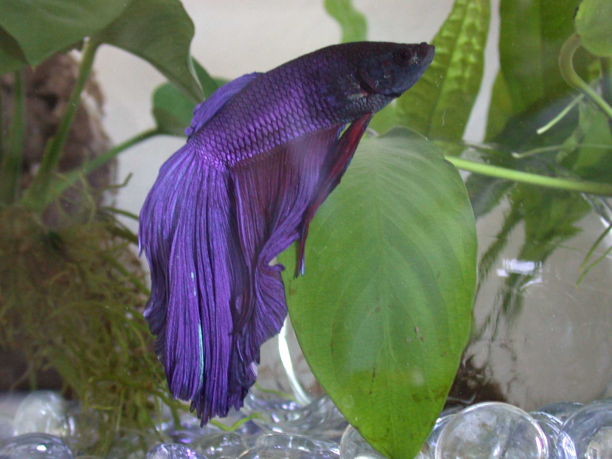 purple betta fish
