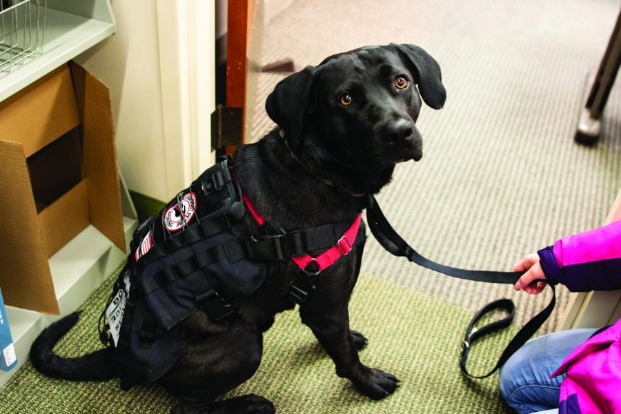 Creo is identified as a service dog by his vest.