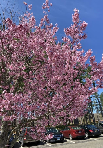 Japanese cherry blossoms can be found all over Mount Carmel campus. 